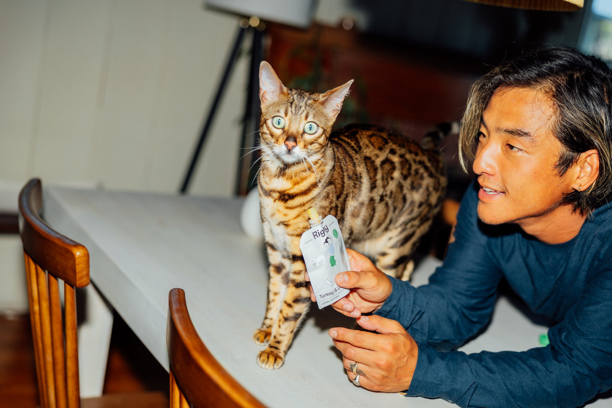 A smiling man in a navy shirt offers a Rigby Turkey & Liver for Cats pouch to a curious Bengal cat standing on a white table.