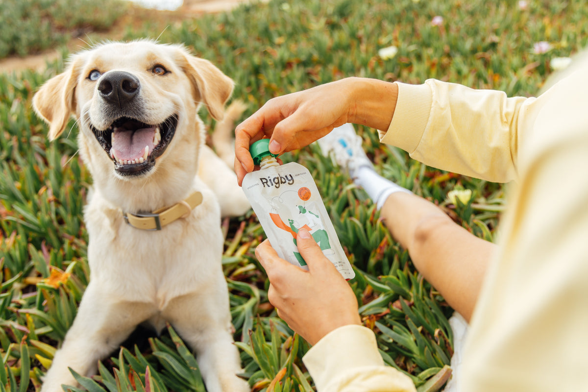 A happy yellow Labrador lies in green ground cover, looking up as a person in a pale yellow sweatshirt opens a Rigby for Dogs pouch.