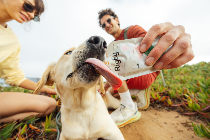 Person holding feeding dog from a Rigby pouch outdoors