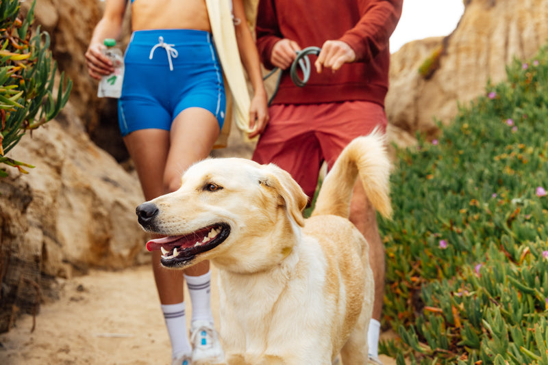 A happy yellow Labrador walks a sandy coastal trail with a woman in blue shorts holding a Rigby for Dogs pouch and a man in a red outfit holding a leash.
