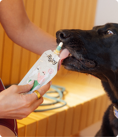 Dog licking from a Rigby pouch held by a person sitting on a wooden bench